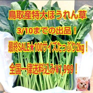 500g増量！3月10日で出品停止★鳥取県産特大肉厚ほうれん草２kg(野菜)