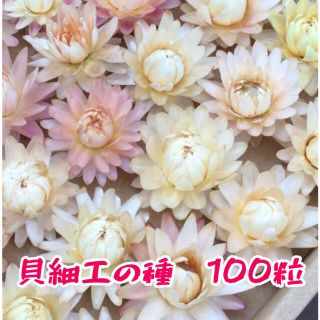 貝細工　ヘリクリサム　帝王貝細工　種　100粒(その他)