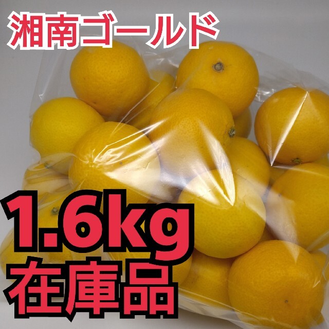 訳あり品★特価❢【湘南ゴールド】1.6kg 食品/飲料/酒の食品(フルーツ)の商品写真