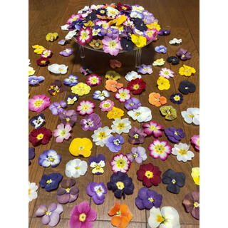 銀の紫陽花が作った彩りビオラと春色プリムラのドライフラワー山盛り70冠‼️(ドライフラワー)