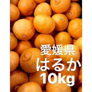 愛媛県　はるか　柑橘　10kg(フルーツ)