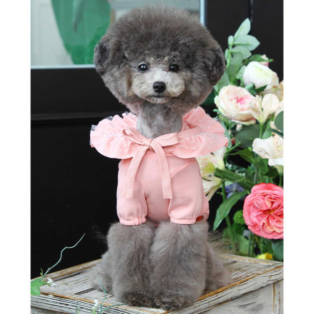 ♡美品♡TOTO&ROY シフォンドット花フードドレス♡ その他のペット用品(犬)の商品写真