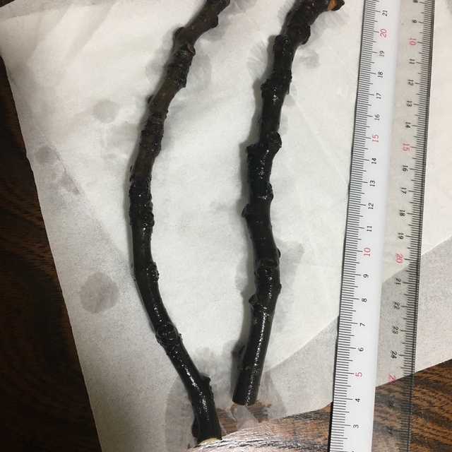 シュガー イチジク 挿し穂 2本です ハンドメイドのフラワー/ガーデン(その他)の商品写真