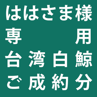 ははさま様専用　特選株　アガべ　チタノタ　白鯨台湾株　実生(プランター)