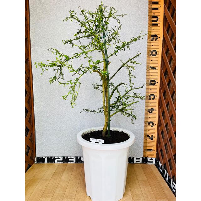 花芽着き／フィンガーライム接木苗／大株／5年生／高さ100センチ／10号鉢植え