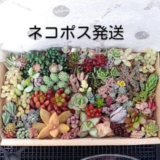 ⭐多肉植物カット苗⭐ネコポスM(その他)