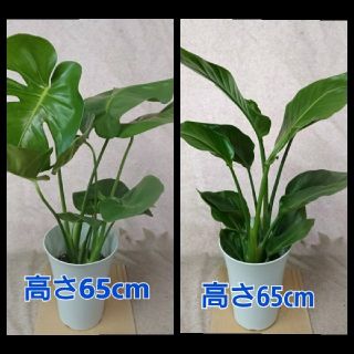 観葉植物オーガスタ、モンステラ2鉢セット(その他)