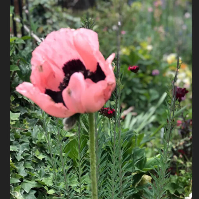 オリエンタルポピー  種   コーラル色 ハンドメイドのフラワー/ガーデン(その他)の商品写真