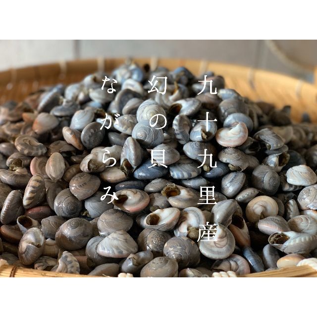 【本州限定】幻の貝！九十九里名産 釜茹でながらみ【１k】 食品/飲料/酒の食品(魚介)の商品写真