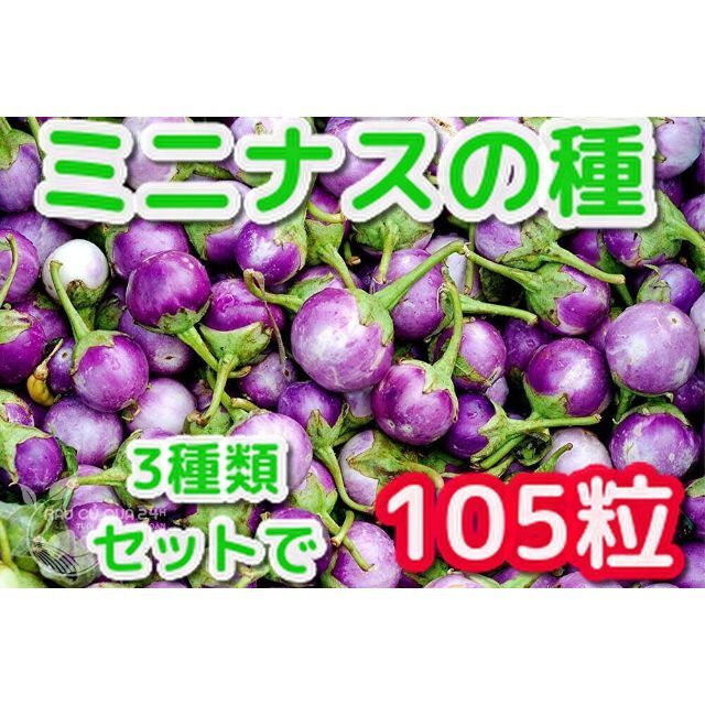 ミニナスの種(3種類セット)白・緑・紫 各35粒★本場ベトナム産 食品/飲料/酒の食品(野菜)の商品写真