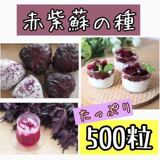 赤しそ種たっぷり500粒(プランター)