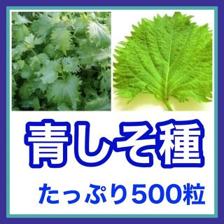 青しそ種たっぷり500粒(プランター)