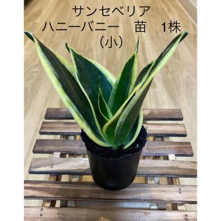 サンセベリア（サンスベリア）　ハニーバニー　苗　1株（小） 観葉植物　インテリア(その他)