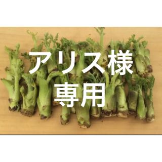 山形県産 タラの芽 水耕栽培 無農薬 400グラム(野菜)