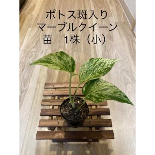 ポトス斑入り　マーブルクイーン　苗　1株（小） 観葉植物　インテリア(プランター)