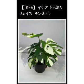 イケア(IKEA)の【IKEA】イケア FEJKA フェイカ モンステラ(置物)