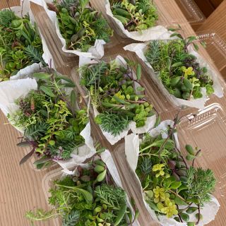 多肉植物　1パック 寄せ植え 希望あれば育て方送ります カット苗(その他)