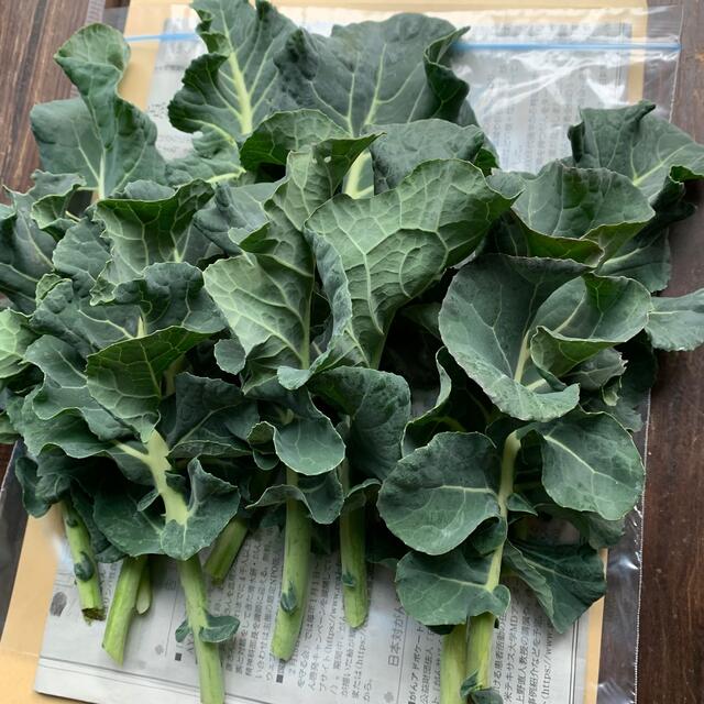 無農薬野菜＊採れたてブロッコリーの葉っぱ＊約150g＊うさぎなどペットのおやつに 食品/飲料/酒の食品(野菜)の商品写真