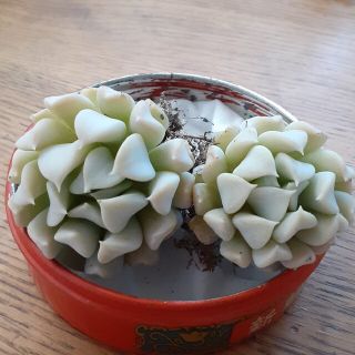 多肉植物　トップシータービー①(その他)