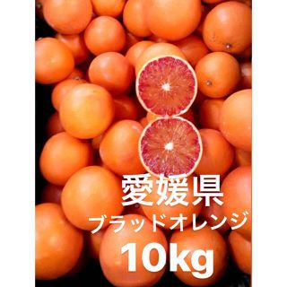 愛媛県産　ブラッドオレンジ　タロッコ　柑橘　10kg(フルーツ)