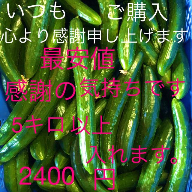 きゅうり5キロC品❗️セール、特価品で現在B品にグレードアップ中です 2,450 食品/飲料/酒の食品(野菜)の商品写真