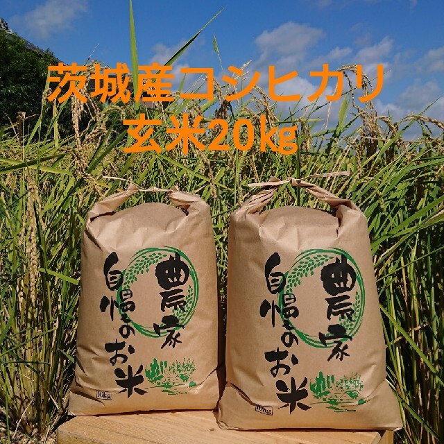 食品/飲料/酒茨城令和3年産コシヒカリ玄米20㎏