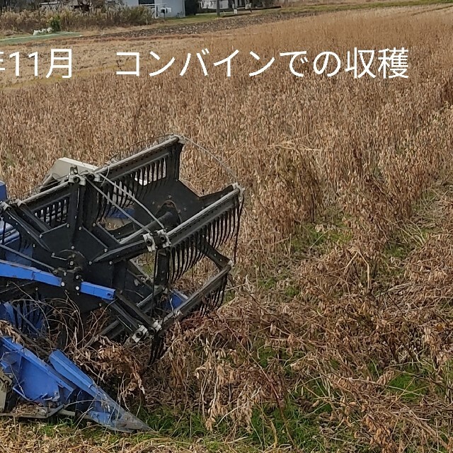 丹波黒豆　栽培期間中無農薬　300g 岐阜県産　黒豆　黒大豆 食品/飲料/酒の食品(野菜)の商品写真