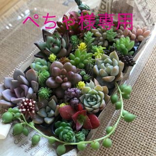 多肉植物カット苗セット(その他)