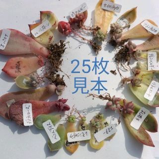 多肉植物　韓国苗　エケベリア　葉挿し　25枚、15種類セット　詰め合わせ(その他)