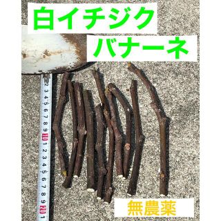 【完全無農薬】　高級イチジク（バナーネ）挿し穂　8本セット(フルーツ)