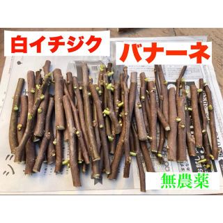 【完全無農薬】フランス原種　高級イチジク（バナーネ）　挿し木　枝　3本(フルーツ)