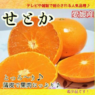 愛媛産【農家直送】☆せとか☆10個～12個くらい(フルーツ)