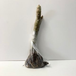 〈観葉植物〉沖縄から！プルメリアの抜き苗(送料込み)(その他)