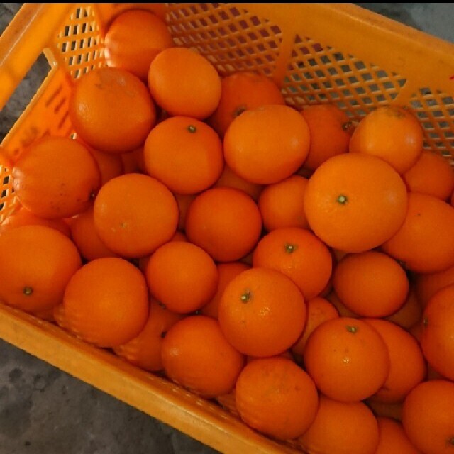 清見オレンジ 和歌山県産 10kg 大中 食品/飲料/酒の食品(フルーツ)の商品写真