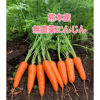 熊本産無農薬にんじん良品1.3キロ★コンパクト(野菜)