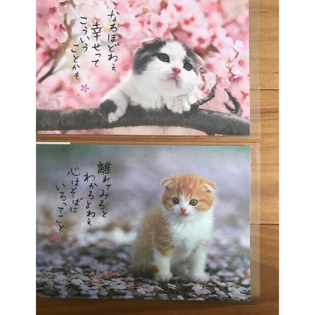 春柄ポストカード　猫 エンタメ/ホビーの声優グッズ(写真/ポストカード)の商品写真