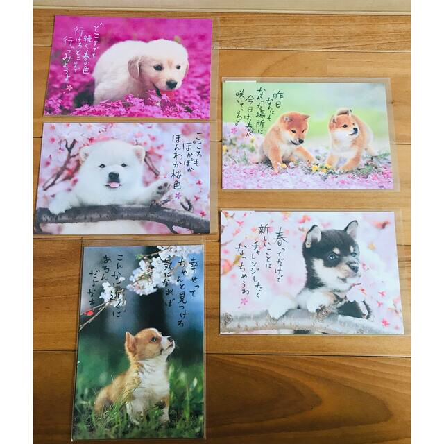 春柄ポストカード　犬 エンタメ/ホビーの声優グッズ(写真/ポストカード)の商品写真
