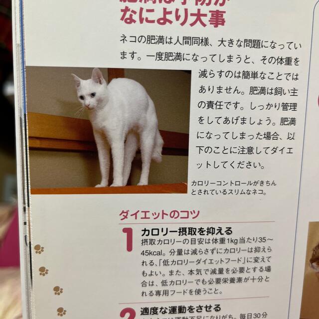 はじめてのネコ飼い方・しつけ方 エンタメ/ホビーの本(住まい/暮らし/子育て)の商品写真