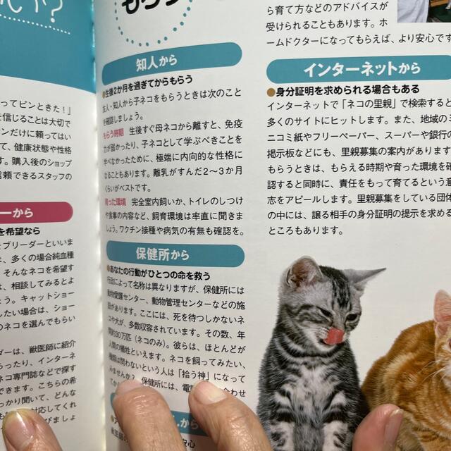 はじめてのネコ飼い方・しつけ方 エンタメ/ホビーの本(住まい/暮らし/子育て)の商品写真