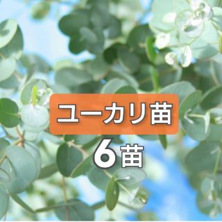 苗【ユーカリ苗3品種 6本】ポポラス シルバーダラー パルブラ(その他)