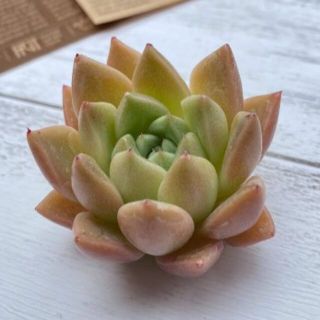 【韓国苗】Echeveria　Shine Muscat Btype　(その他)