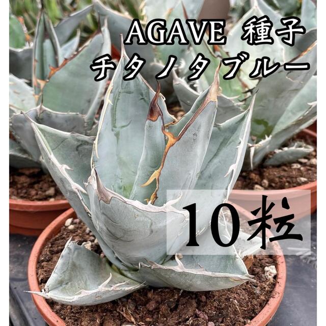 アガベ　チタノタブルー　種子10粒 ハンドメイドのフラワー/ガーデン(その他)の商品写真