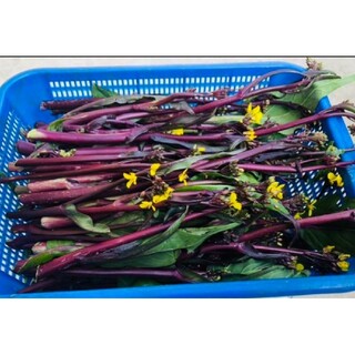福岡県產野菜 紅菜苔 紫アスパラ菜500g以上(野菜)