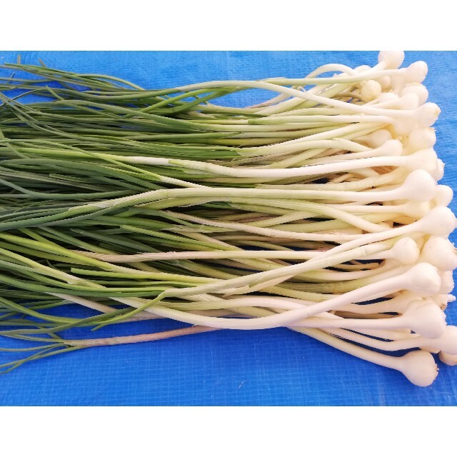 入園入学祝い 天然 野蒜150本 seedpotatoes.com.au
