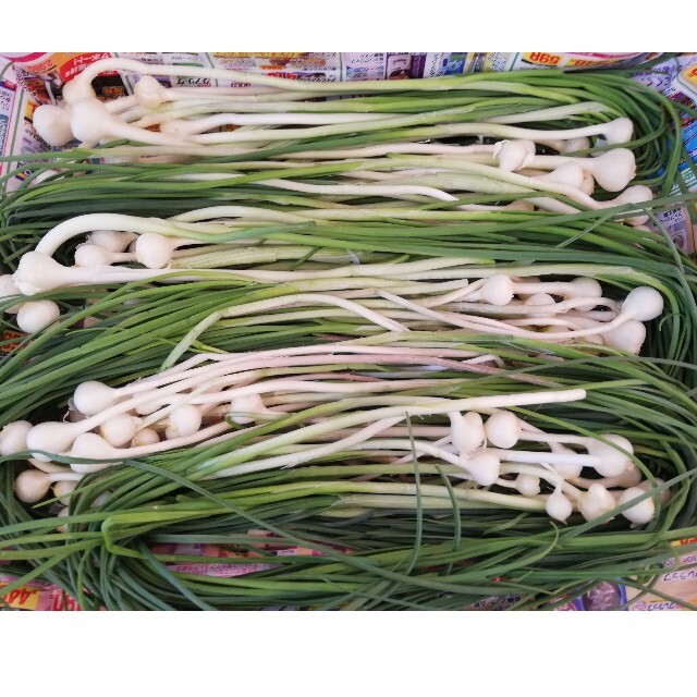 入園入学祝い 天然 野蒜150本 seedpotatoes.com.au