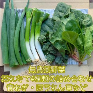 無農薬野菜＊採れたて4種類の詰め合わせ＊野菜セット＊ネコポス＊青ねぎ等＊(野菜)