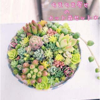 【3/21(月)発送】ちまちま寄せセット♡  1番　カット苗　多肉植物(その他)