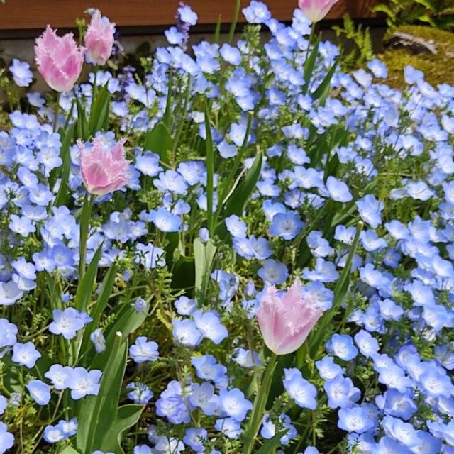 寒冷地の春まき花の種 　ネモフィラ・インシグニスブルー　50粒　一年草 ハンドメイドのフラワー/ガーデン(その他)の商品写真