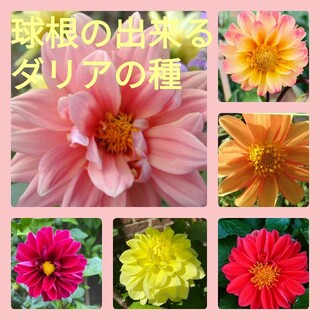 育て方付き❀球根の出来るキュートなダリアの種♡花の種(その他)