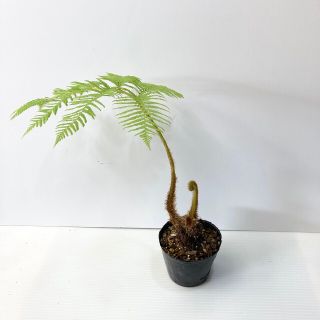 (観葉植物)沖縄から！日陰ヘゴの苗〈送料込み〉(その他)